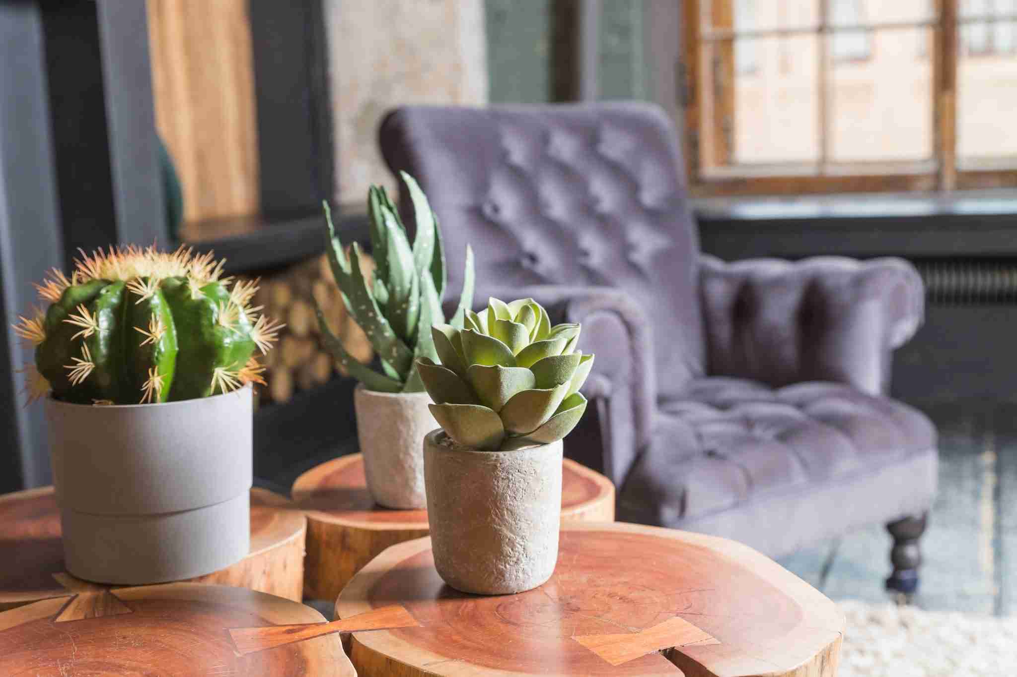 Decorating with Foliage The Best Airbnb Plants Host Tools