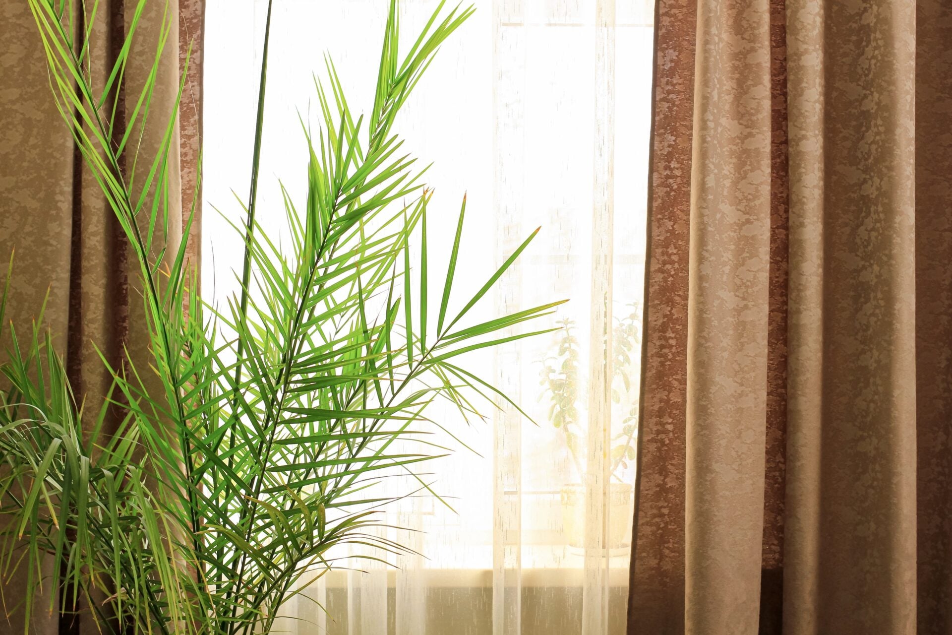 Curtains with a plant in front of it